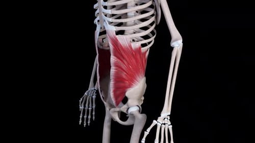 Movimento muscular oblíquo interno do abdome