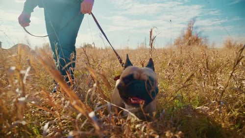 A Lovable French Bulldog Enjoys a Sunny Stroll Through a Lush Golden Field Showcasing the Joy and