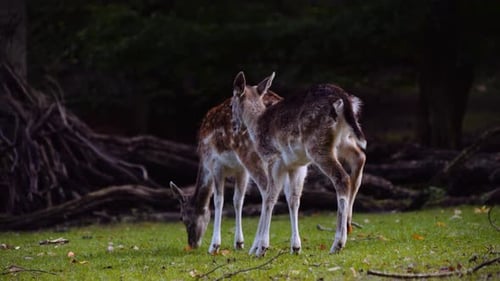 Two Young Spotted Deers Grazing in Big Green Lawn on Bright Sunny Day