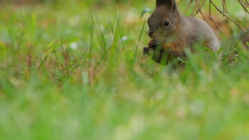 Eichhörnchen sucht im grünen Gras oder Rasen im Park nach Nahrung