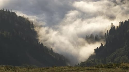 Time Lapse Footage Of A Sea Of Fog Among Pine Forests