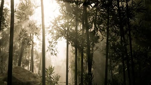 Sunlight Filtering Through Bamboo Forest Creating a Serene Atmosphere at Dawn