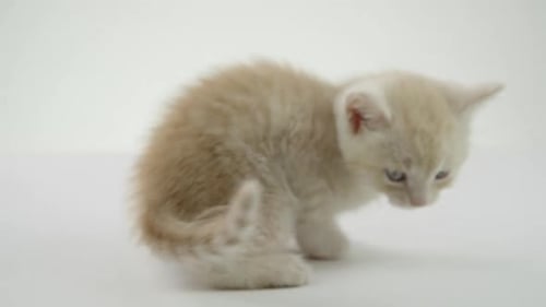 White background -Adorable Baby Kittens on White Background -turning cat_1
