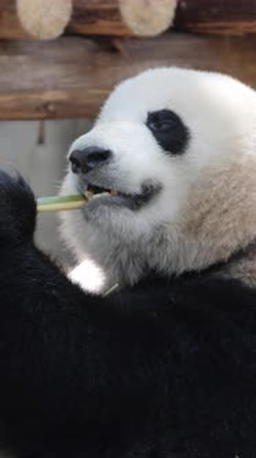 Panda mangeant en gros plan à la verticale