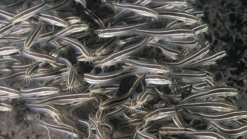 Juvenile Striped Catfish displaying distinctive animal behaviour forming a large school to ward off
