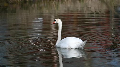 Eleganter weißer Schwan, der auf einem reflektierenden Teich gleitet
