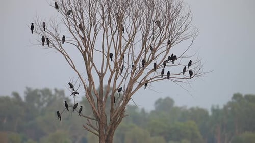 Herde Kormorane auf Baum