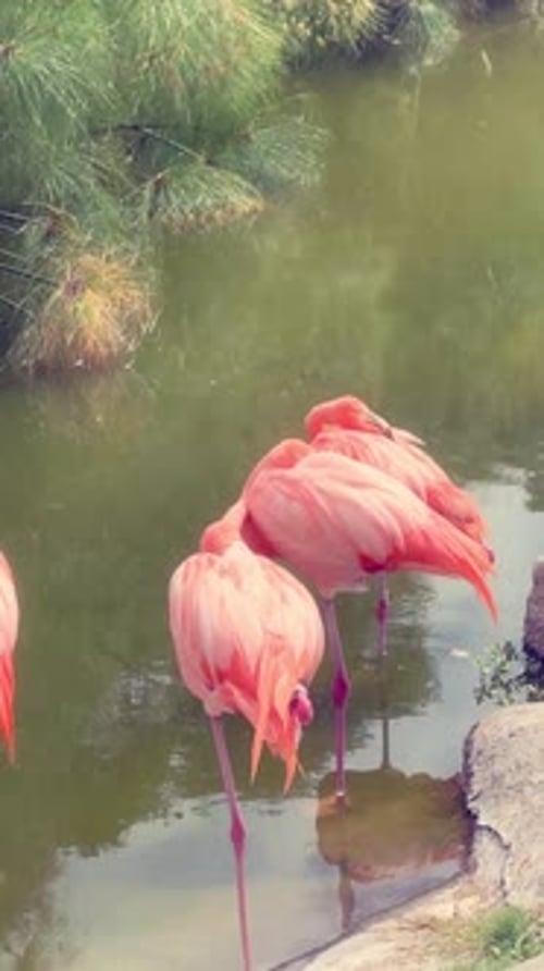 Vertical video of a group of flamingos on a sunny day on a pond or lake