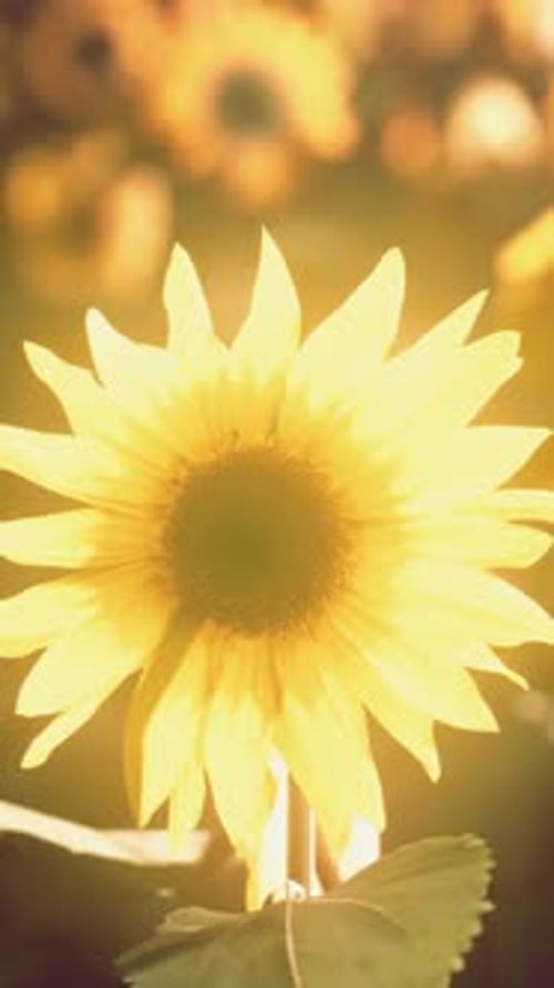 Sunflower Field During the Sunset