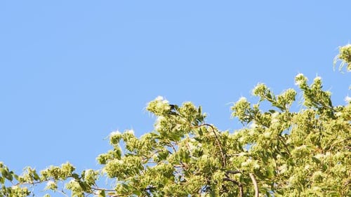 Schwarzer Sonnenvogel, ein kleiner Singvogel mit einem langen, nach unten gebogenen Schnabel.