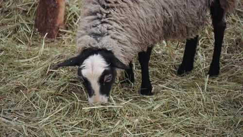 Solitary Sheep Grazing On Winter Pasture Eco Farm Sheep Feeding Quietly Near Wooden Post And Hay