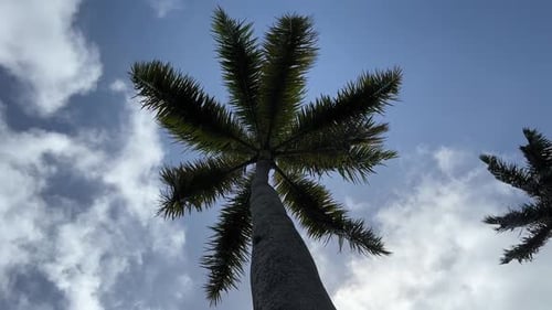 Upward view of tall palm tree against sky