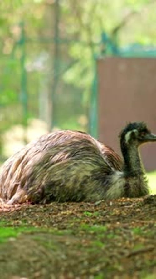 Large Emu Bird Resting Peacefully in the Shade