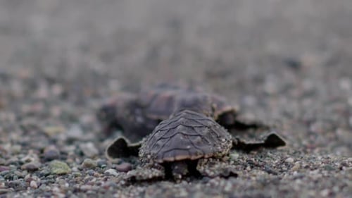 Hawksbill turtles changing position while walking on the beach