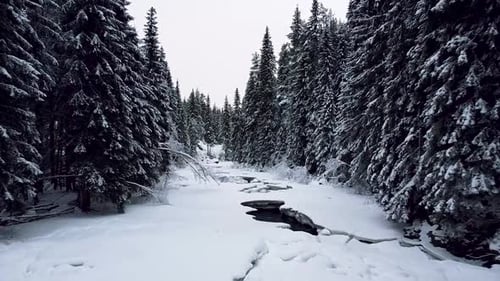 Serene Winter Journey Through a Snow Covered Pine Tree Forest