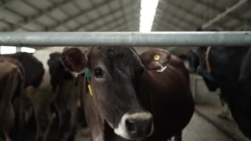 Cows on a diary farm eating. Cattle of cows