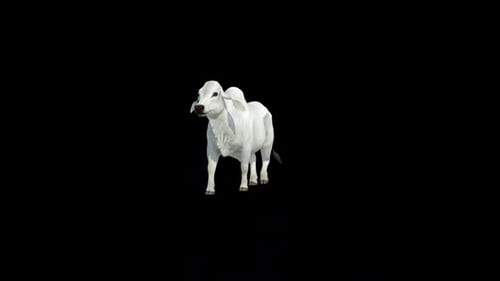 White Brahman Cow Walk Front Loop