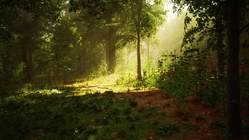 The Sun Shines Through the Trees in the Forest