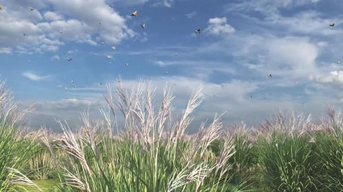 Grass And Sky