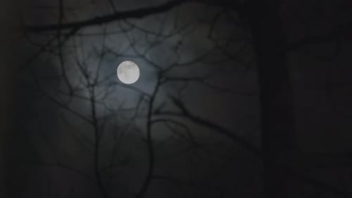 Full Moon Behind Dark Branches at Night