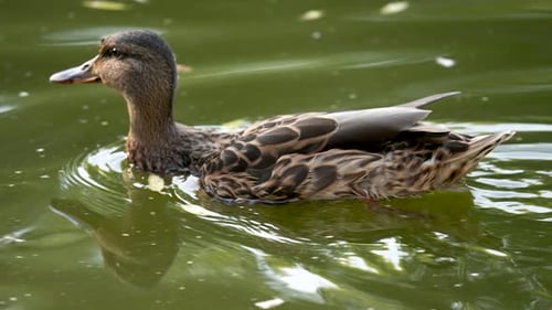Wild duck swimming pond. Bird green water float back. Mallard river. Quack lake.