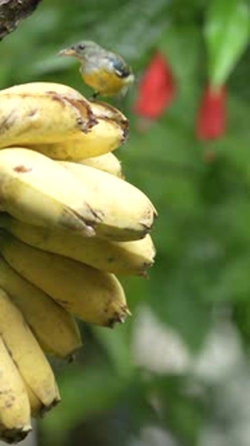 Orange-bellied flowerpecker birds eating bananas. Outdoor with green nature background