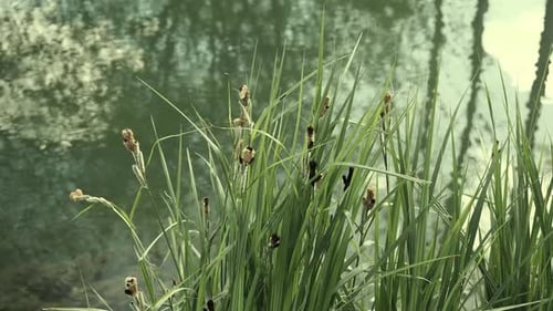 Seerandpflanze mit spitzen Blättern neben plätscherndem Wasser.