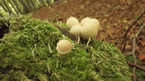 Lycoperdon Pyriforme Mushrooms Grow in the Woods