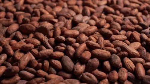 Cocoa Beans 29