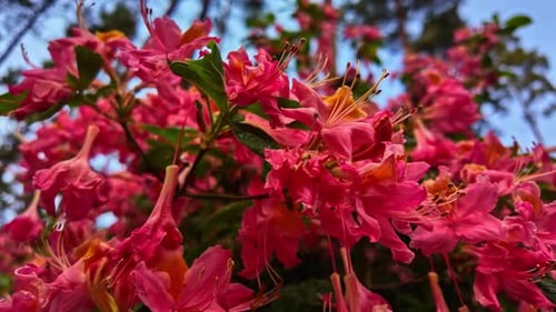 Lebendige rosa Azaleen in voller Blüte