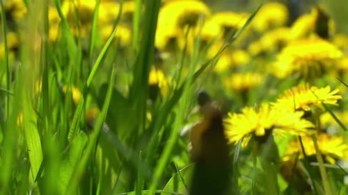 Sommerliches Löwenzahnfeld im grünen Gras unter der Sonne