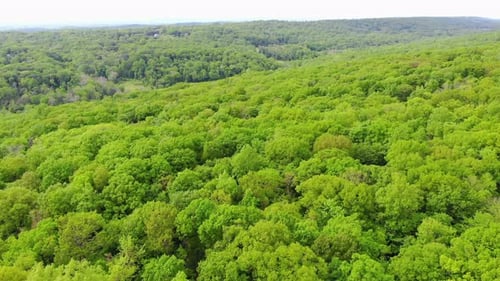 Flying over green trees forest.