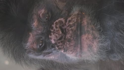 Closeup of the Face of an Adult Gorilla Monkey Vertical Video