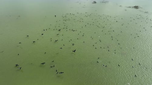 Aerial view of birds over water, Bangladesh.