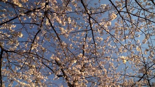 Malerischer Blick auf den schönen Sakura-Baum in Japan unter dem strahlend blauen Himmel an einem sonnigen Tag - Rotierender Blick