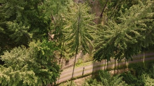 Bird's-eye view of a man walking along a path through a sunlit autumn forest, capturing the essence