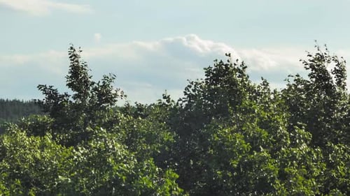 Green Foliage Of trees Blown By Wind