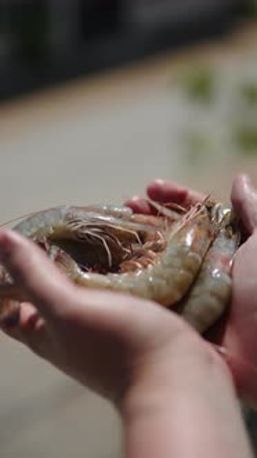 Handful of Freshly Caught Tiger Shrimps on Women Palms Close Up Outdoor