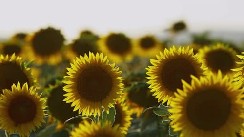 Agriculture Yellow Sunflower Plant In Farm Field In Sunlight 08