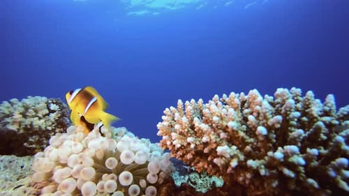 Sea Anemones Clownfish