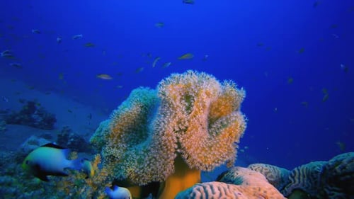 Blue Sea Water Colourful Corals