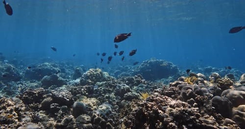Corals with Tropical Fish Underwater in Blue Ocean