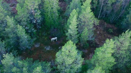 White Moose Forage In Conifer Jungle. Aerial Shot