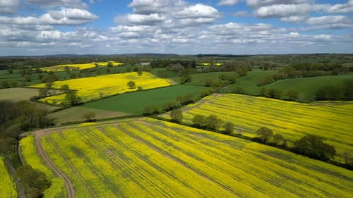 Oilsee Rape crop.