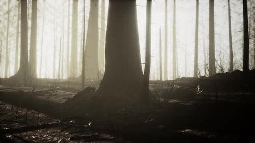 Verbrannter Wald in den Bergen
