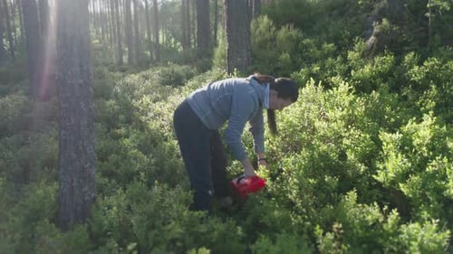 Sun illuminates the leaves on a blueberry hill, where a woman - traveler is collecting blueberries w