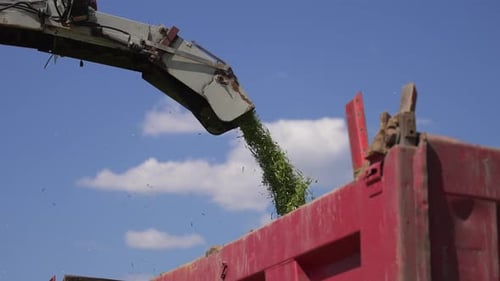 Die Erntemaschine gießt gehacktes Gras in den Körper, um Viehfutter zu ernten