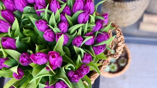 Vibrant Purple Tulips in Woven Basket