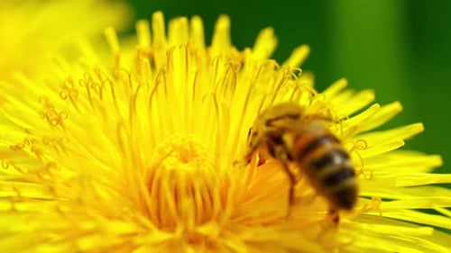 Bee hovers over yellow flower to collect pollen in garden light
