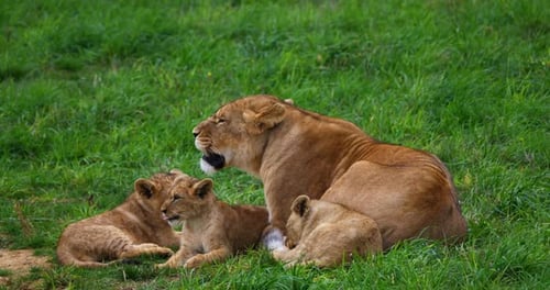 African Lion, panthera leo, Female and Cub, Real Time 4K